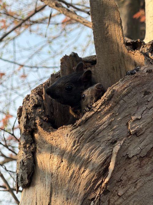 Free Two black squirrels peeking from a tree hollow in a springtime setting, Toronto. Stock Photo