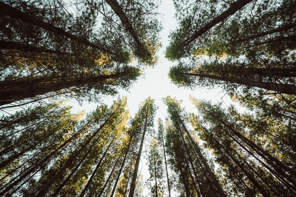 Tall Trees in the Forest Under Blue Sky · Free Stock Photo