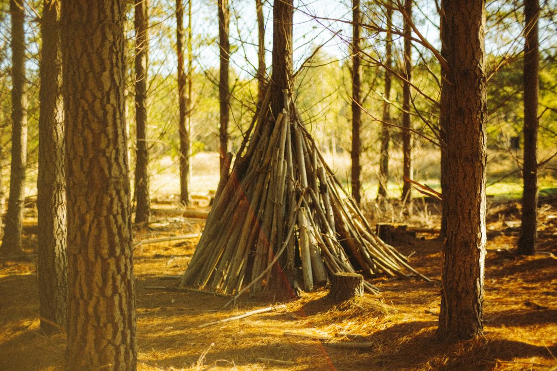Tepee Structure Rustic Wooden Teepee in Sunlit Forest · Free Stock Photo