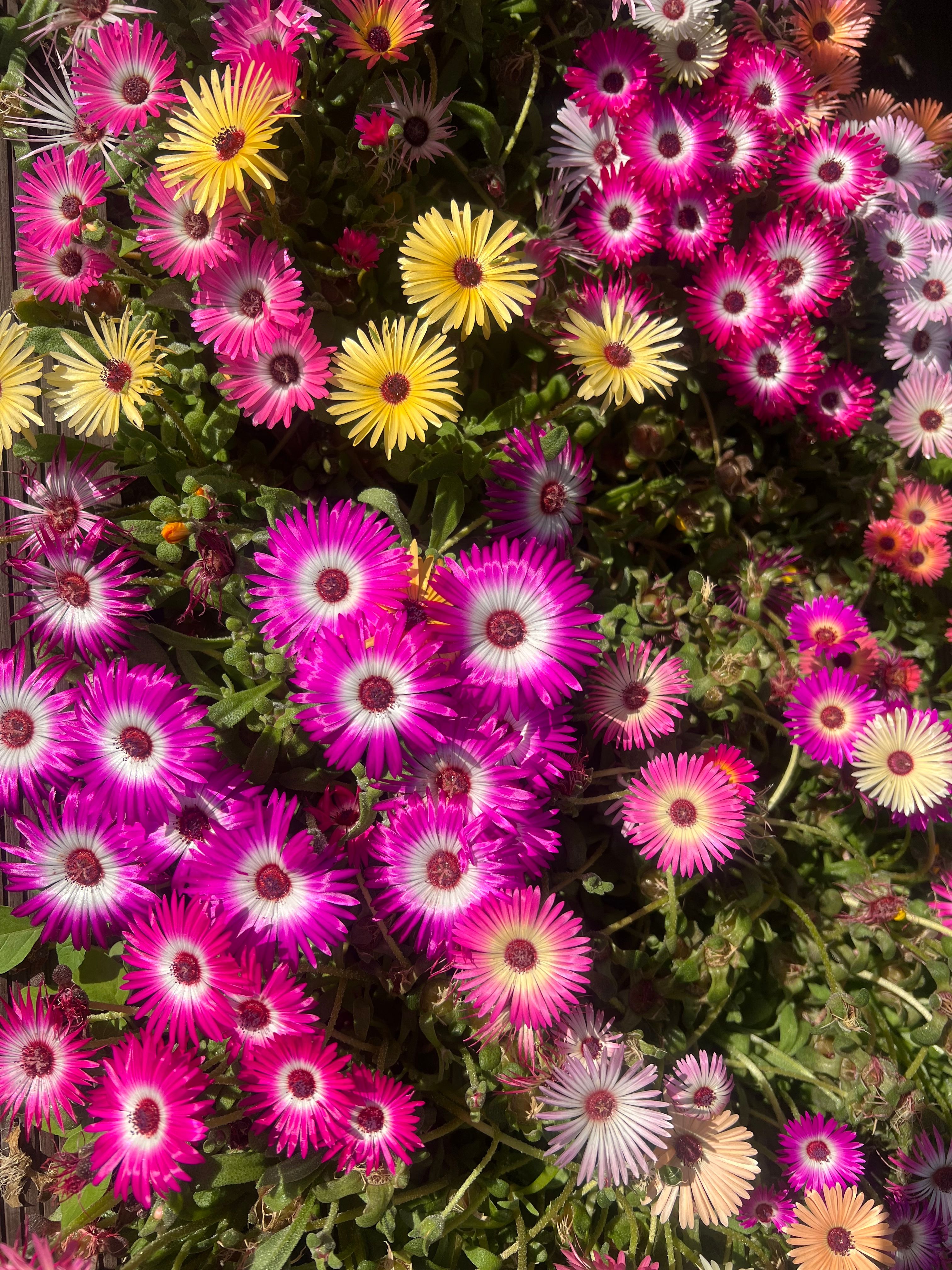 Vibrant Spring Blooms in Full Sunlight · Free Stock Photo