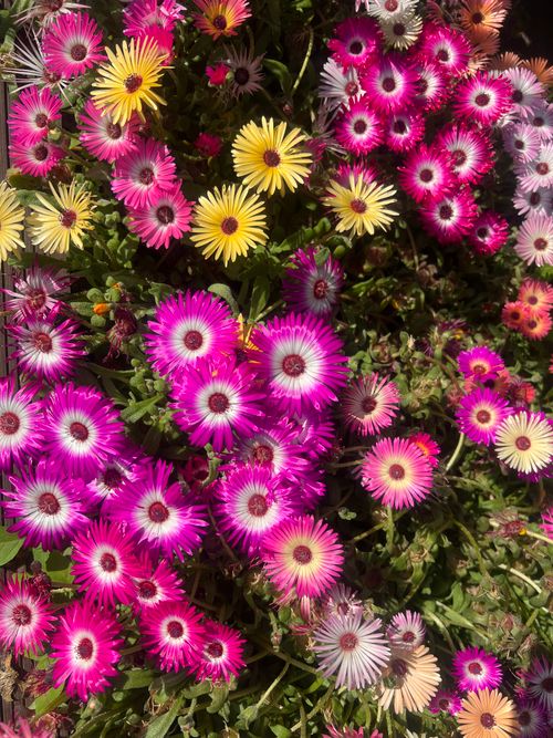 Free Bright pink and yellow flowers blooming in a garden, showcasing the vivid colors of spring. Stock Photo