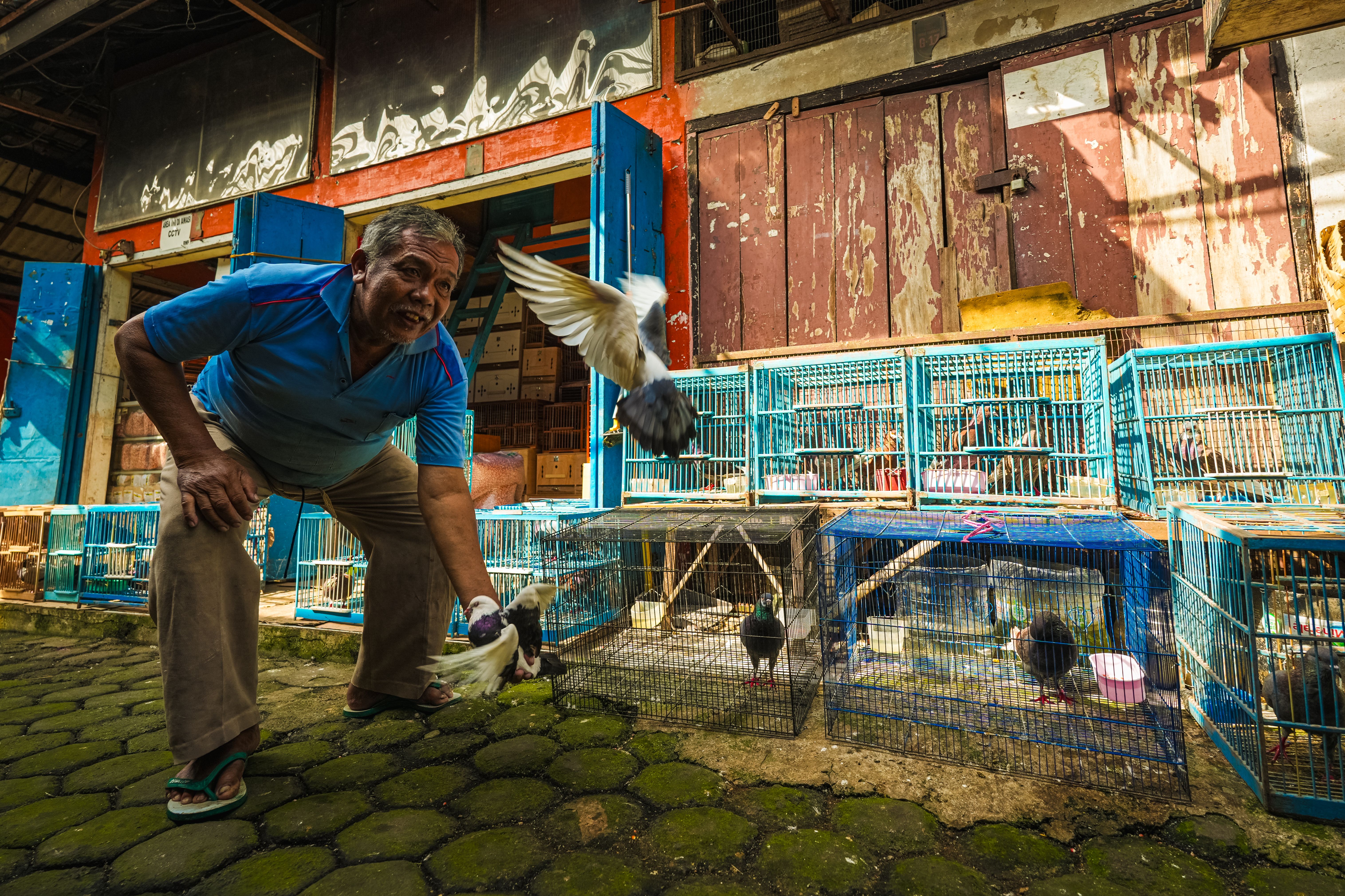 A man cares for pigeons outside a vibrant bird market in West Java, Indonesia.