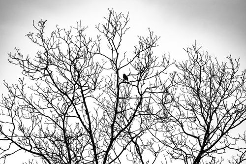 Free Black and white photo of a solitary bird perched on bare branches against a stark sky. Stock Photo