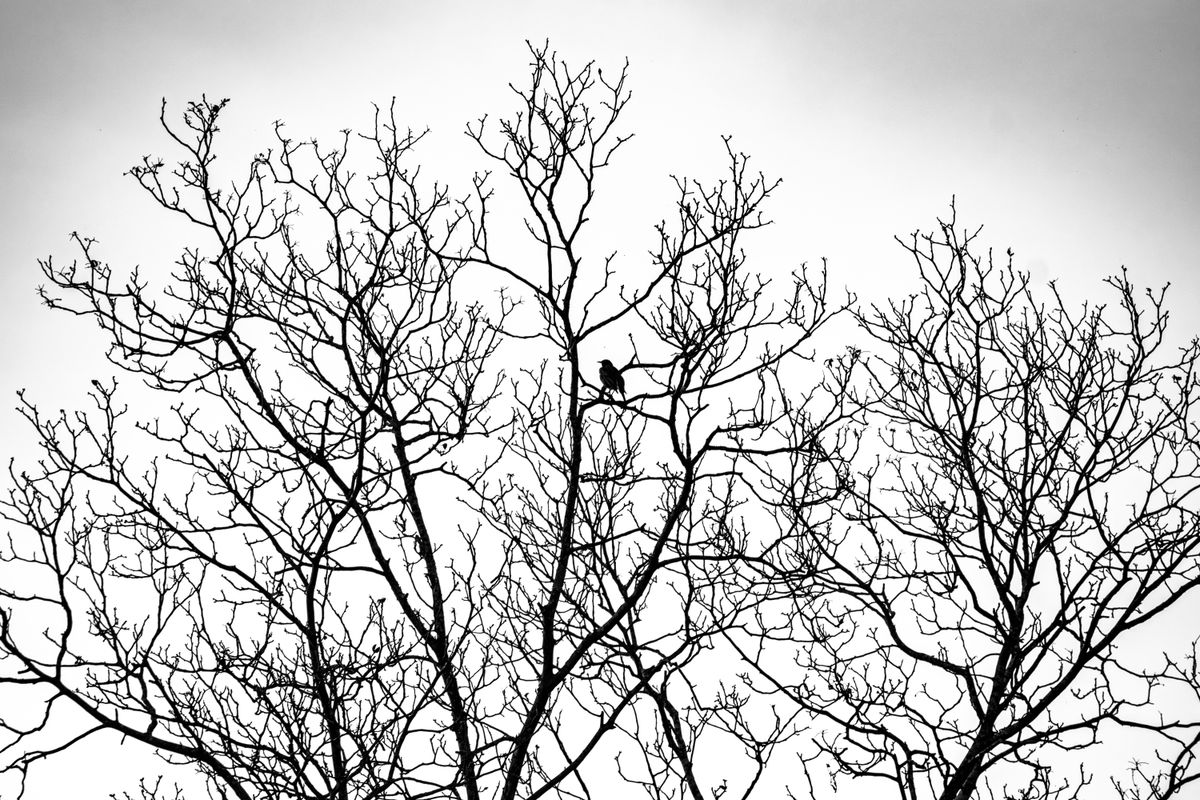Empty Branches of a Tree in Black and White · Free Stock Photo