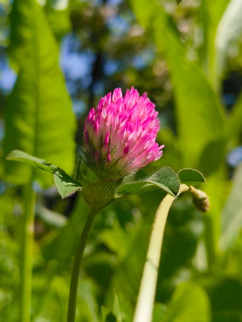 Free Vibrant pink clover flower captured in a sunlit garden setting. Stock Photo