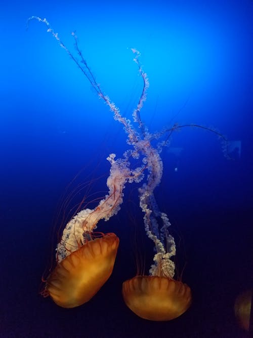 Fuscescens Chrysaora Spektakuler Yang Mengapung Di Laut Biru