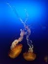 Spectacular Chrysaora fuscescens floating in blue sea