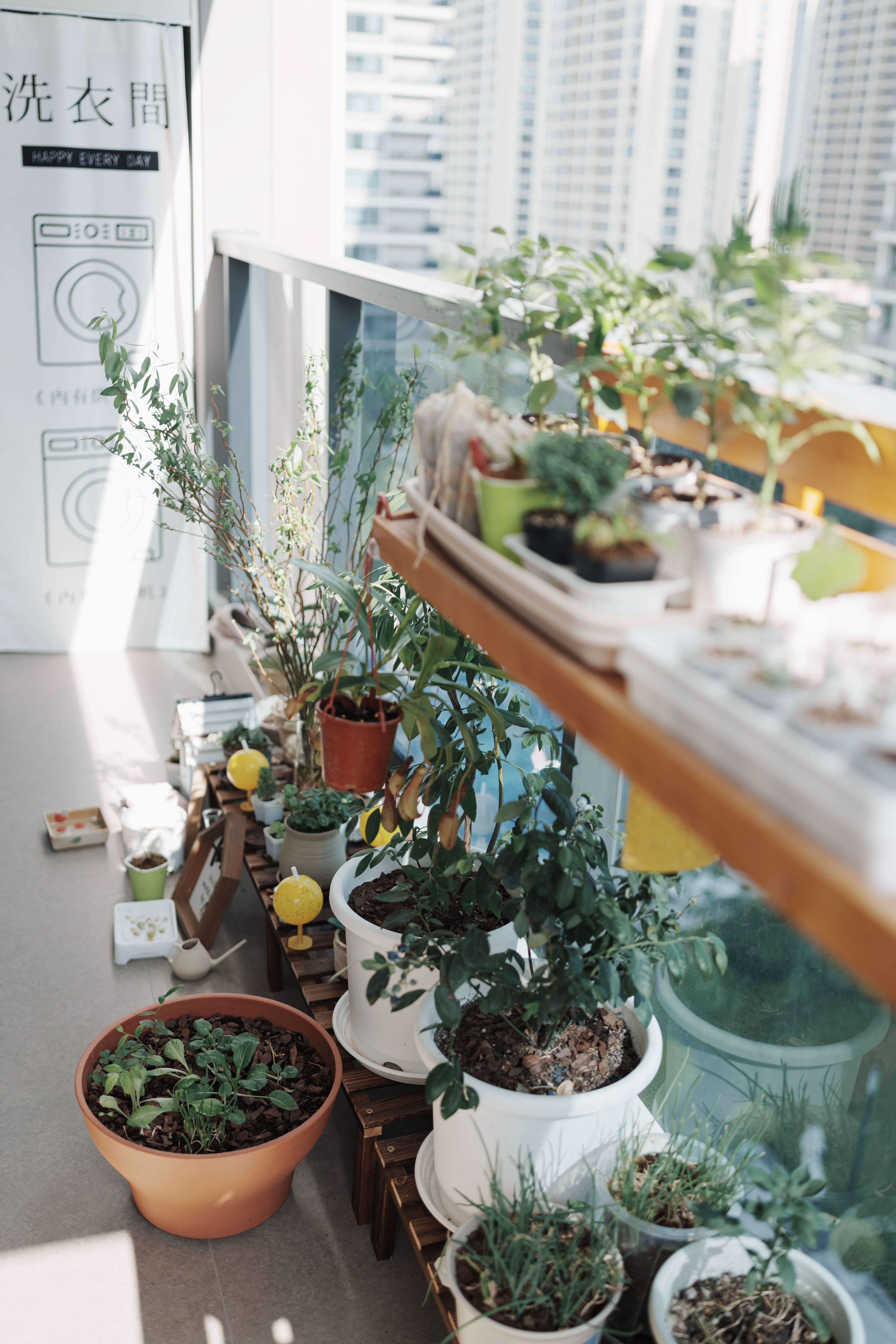 Plantes pour jardin urbain - illustration