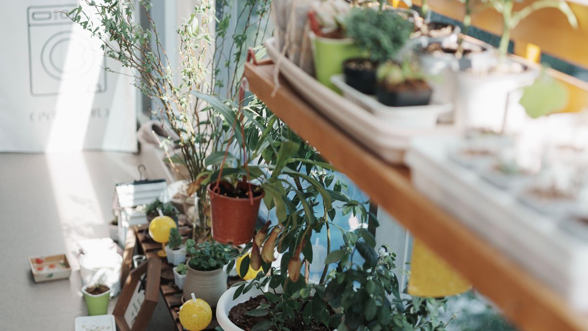 Plantes pour jardin urbain - illustration