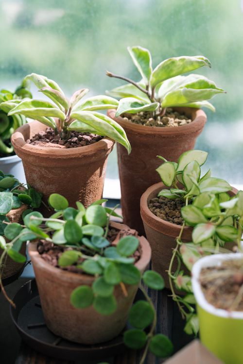 Free Vibrant indoor plants in terracotta pots basking in sunlight, ideal for home decor. Stock Photo