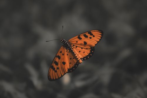 Free A striking orange butterly with black spots captured in close-up with a blurred background. Stock Photo