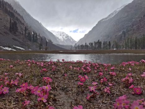 Beautiful alpine valley landscape with pink wildflowers and snow-capped mountains.