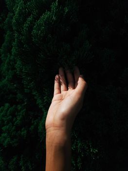 A hand gently touching dark green foliage, captured in natural daylight outdoors.