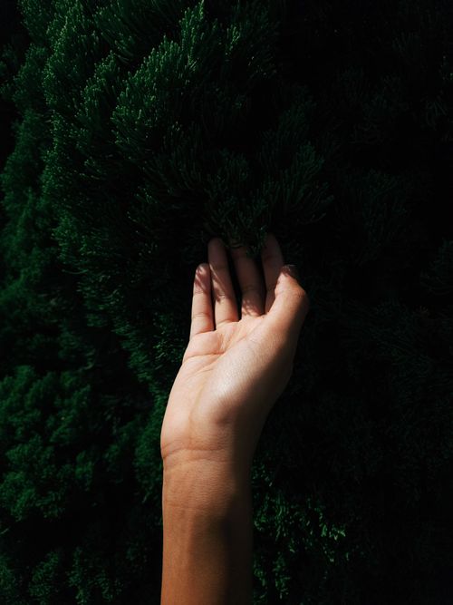 Free A hand gently touching dark green foliage, captured in natural daylight outdoors. Stock Photo