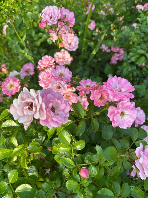 Free A beautiful cluster of pink roses blooming in a lush green garden on a sunny day. Stock Photo