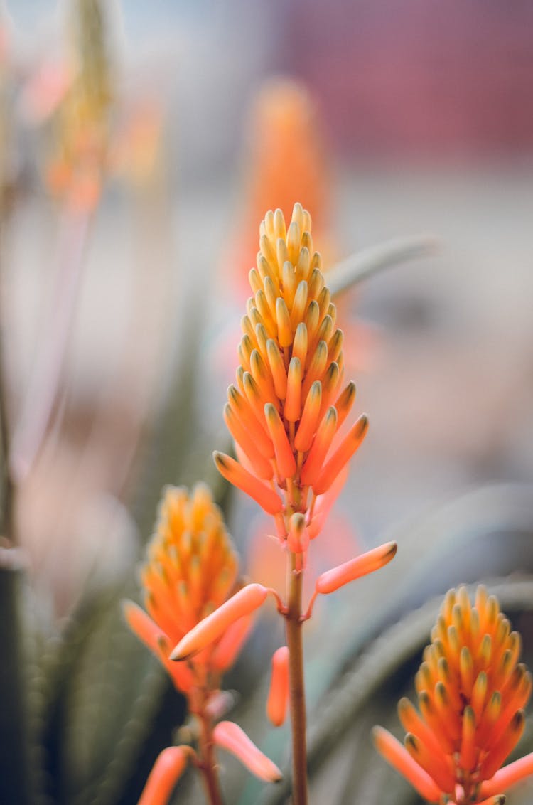 Soap Aloe Plant