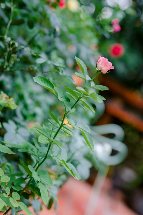 Free Close-up of a budding pink rose with lush green leaves, captured in natural light outdoors. Stock Photo