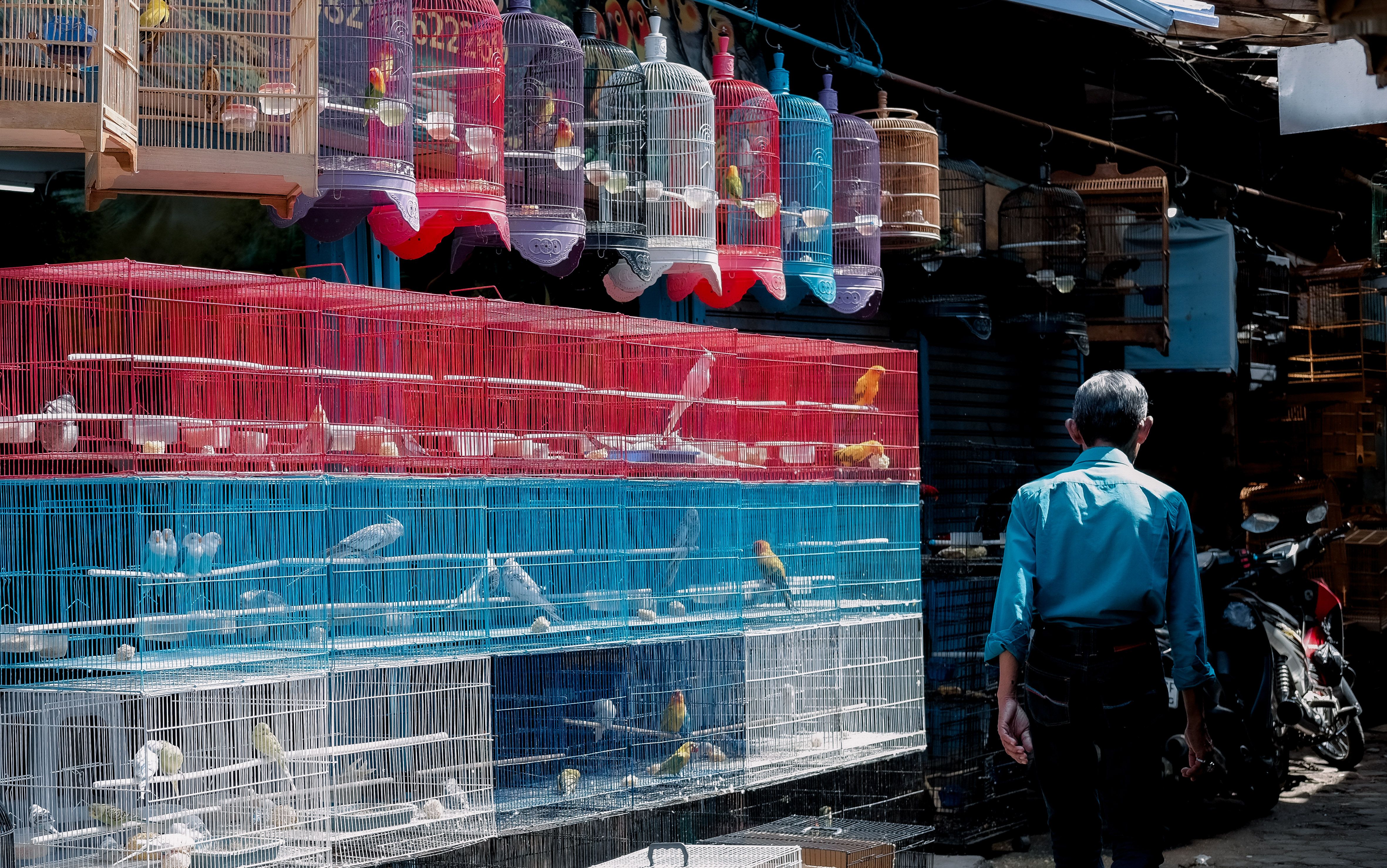 Vibrant bird cages on display in a bustling outdoor market, capturing diverse bird species.