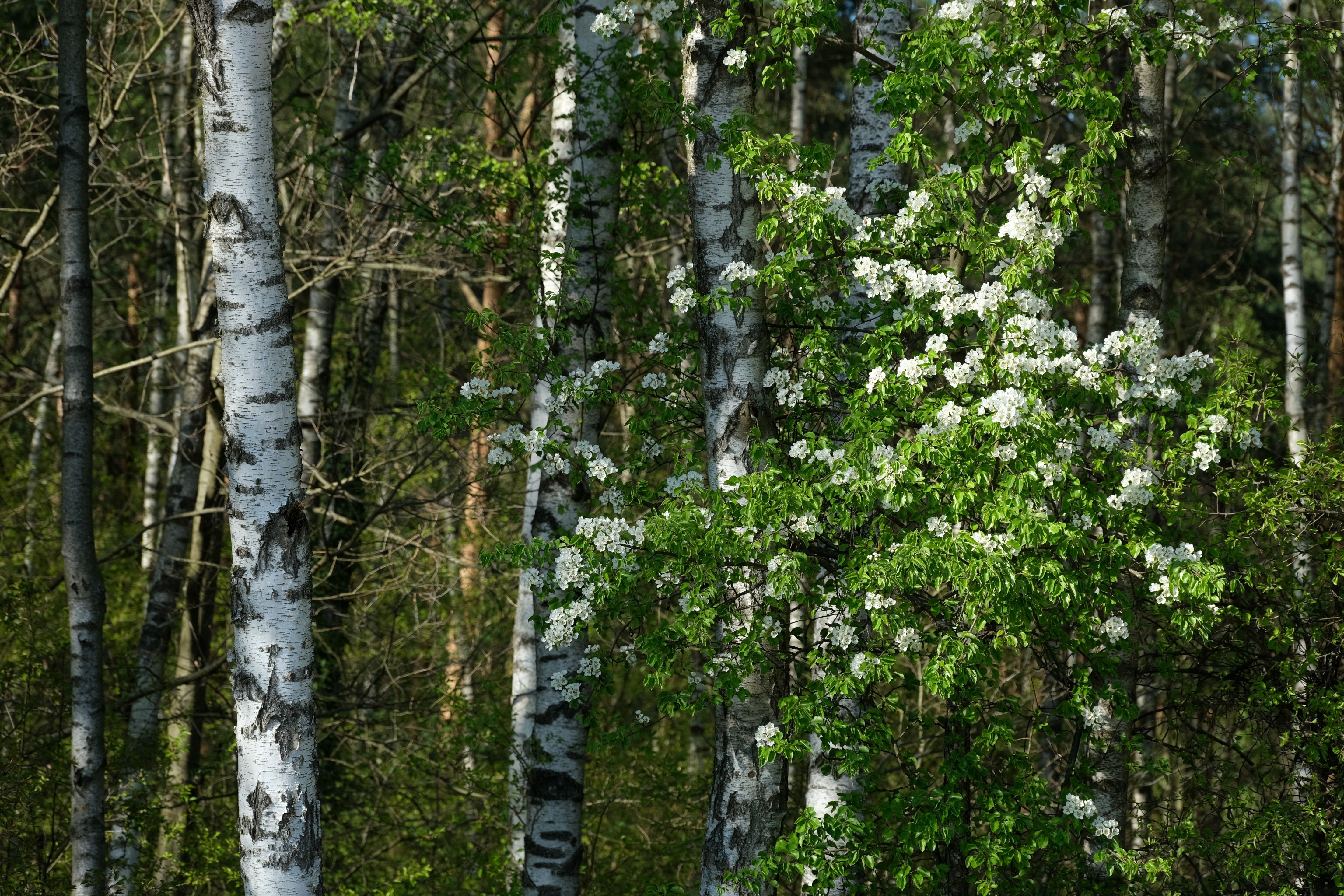 Birch Bark: Benefits & Traditional Uses
