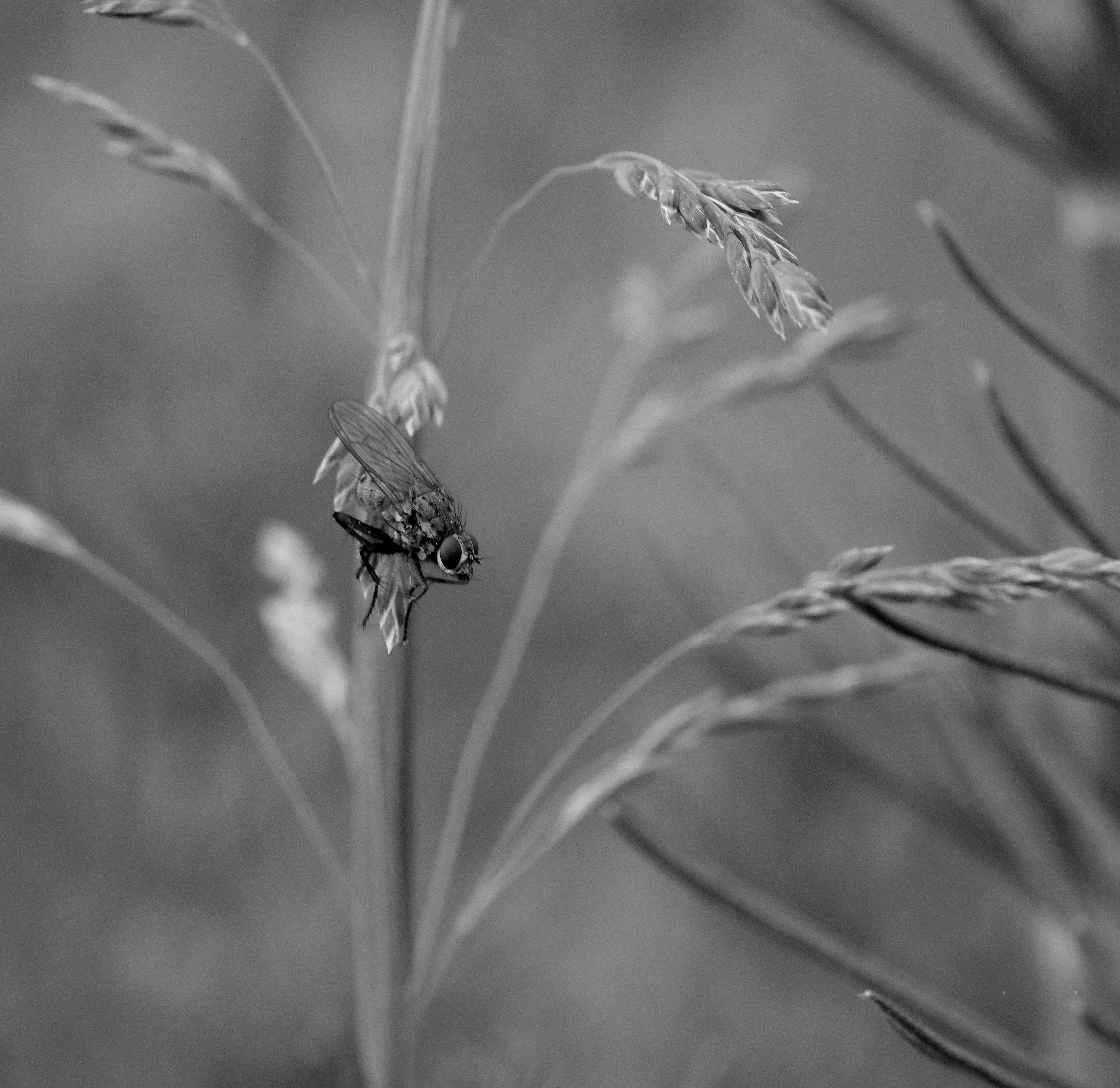 Monochrome close-up of a fly perched on grass, emphasizing nature's tiny details.