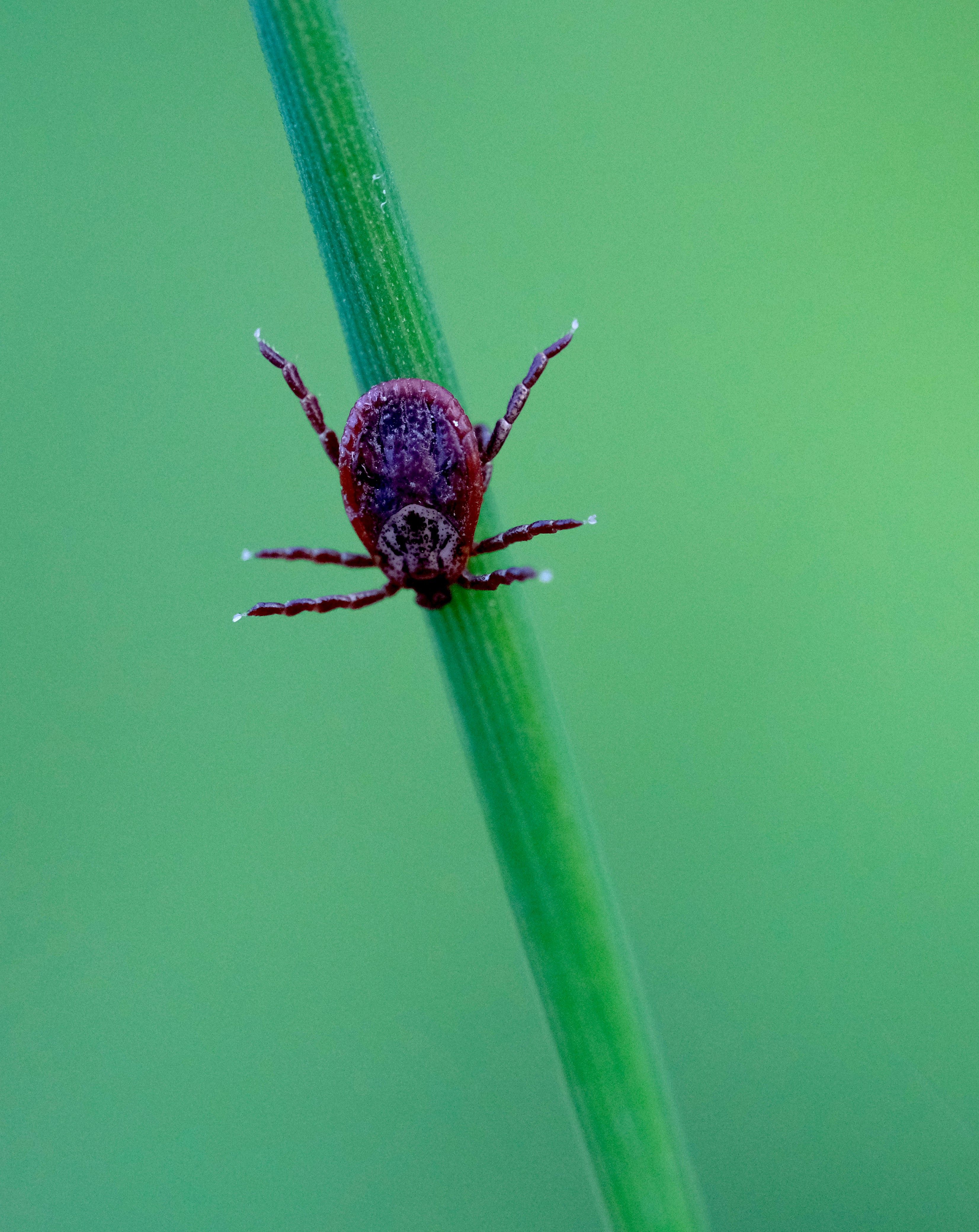 Macro photography of a tick perched on a vibrant green stem, highlighting its intricate details.