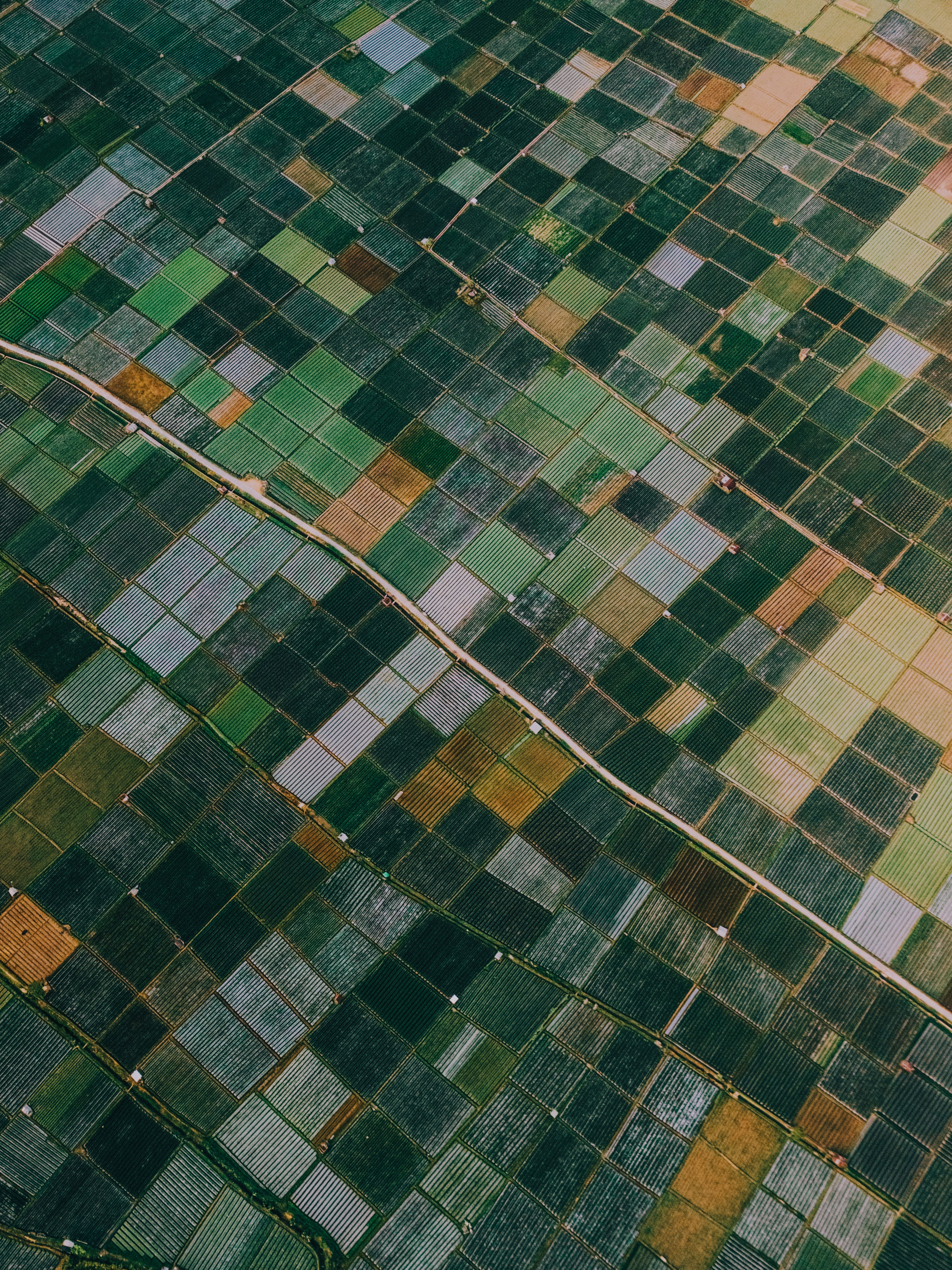 Aerial View of Lush Rice Fields in Indonesia · Free Stock Photo