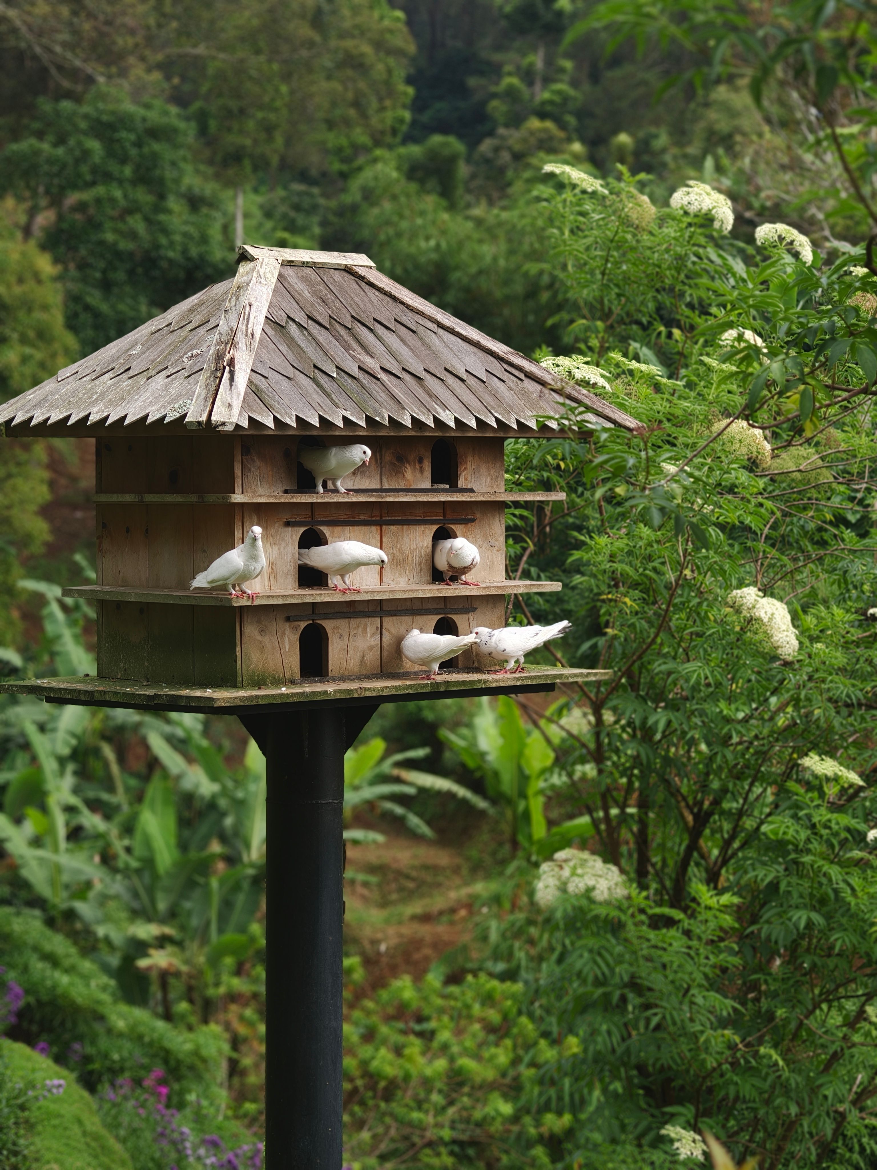 Dove House in Lush Green Garden Setting · Free Stock Photo