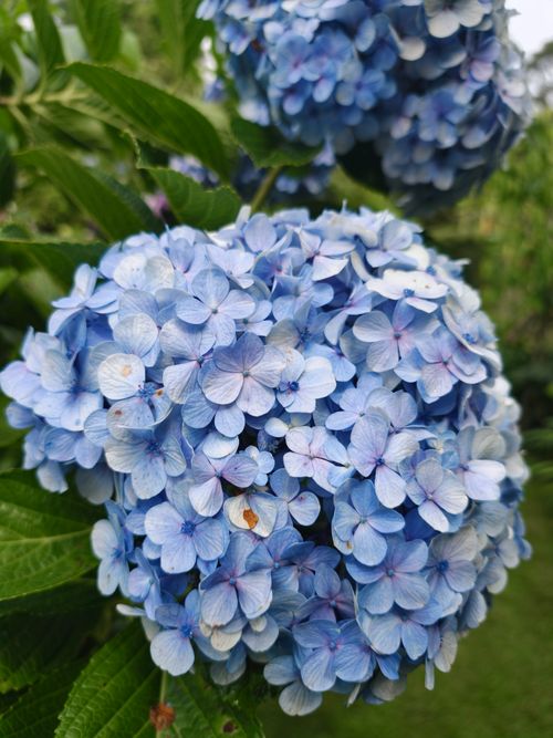 Free Detailed macro shot of blooming blue hydrangea flowers in a lush garden setting. Stock Photo