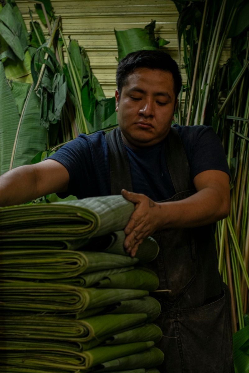 Adult male meticulously organizing banana leaves indoors. Natural setting with bundled leaves visible.