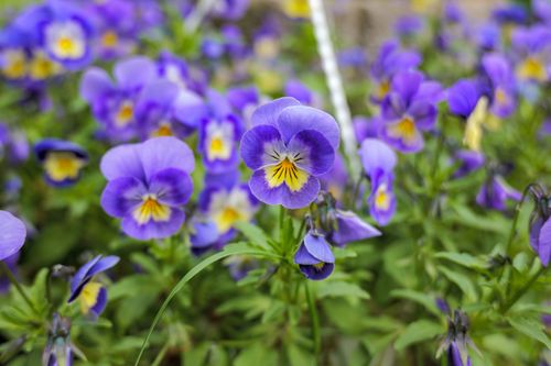 Free A colorful display of purple pansies in a lush garden setting, ideal for nature and floral themes. Stock Photo