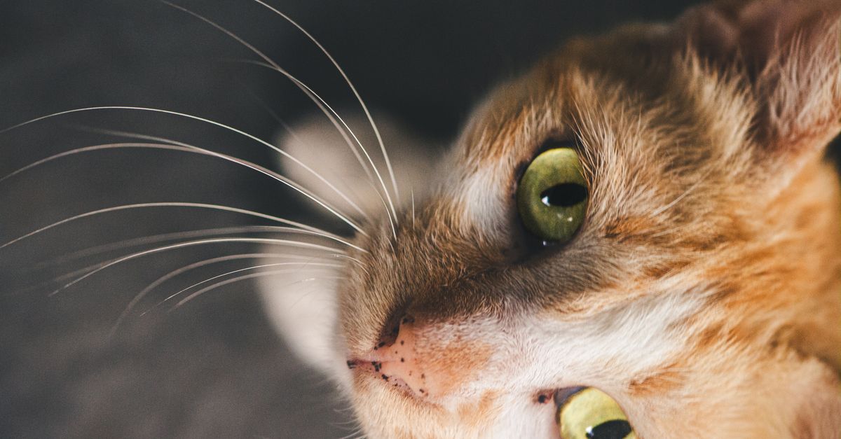 Melhor Antipulgas para Gatos: Guia Completo para Escolher o Ideal