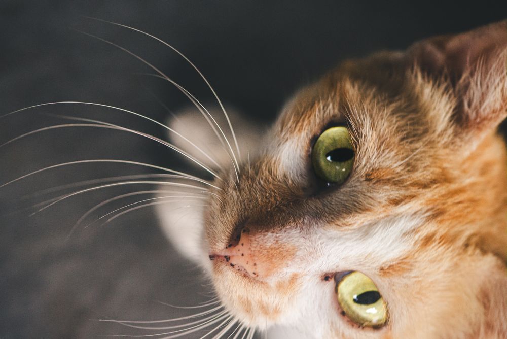 Close-up of a ginger cat with green eyes
