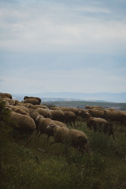 Free A peaceful scene of sheep grazing on a lush green hillside under a cloudy sky. Stock Photo