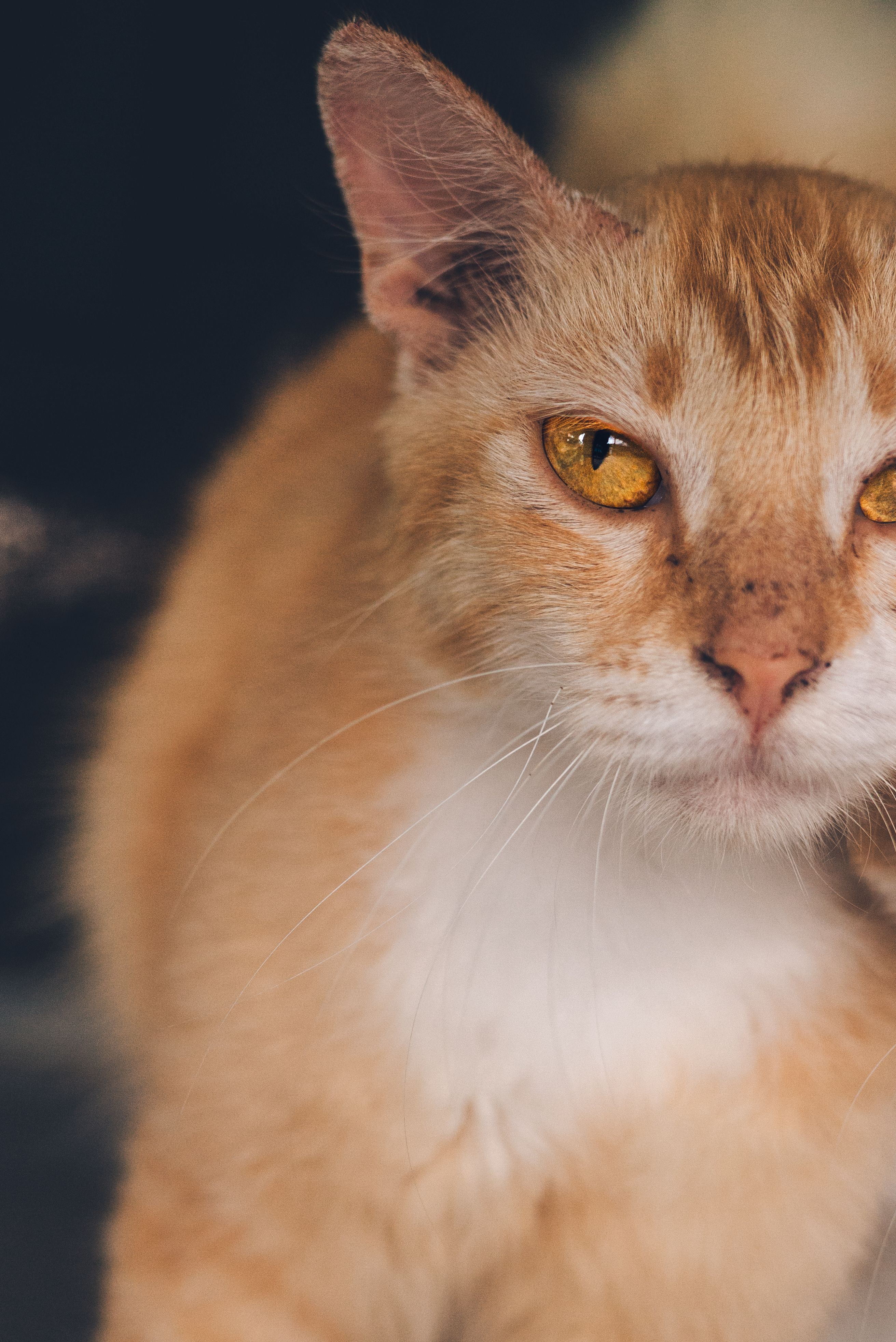 Charming close-up of a ginger cat showcasing its striking amber eyes.