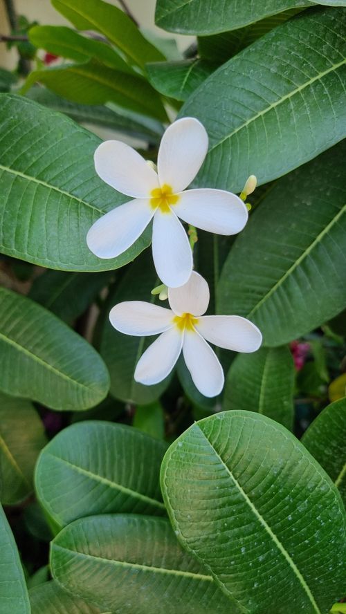 Free Vibrant white Plumeria flowers with lush green leaves captured outdoors. Stock Photo