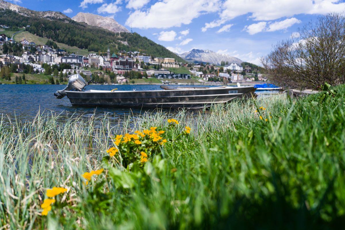 Boats and wildflowers on the shore of Lake St. Moritz with the Engadin town behind, Switzerland