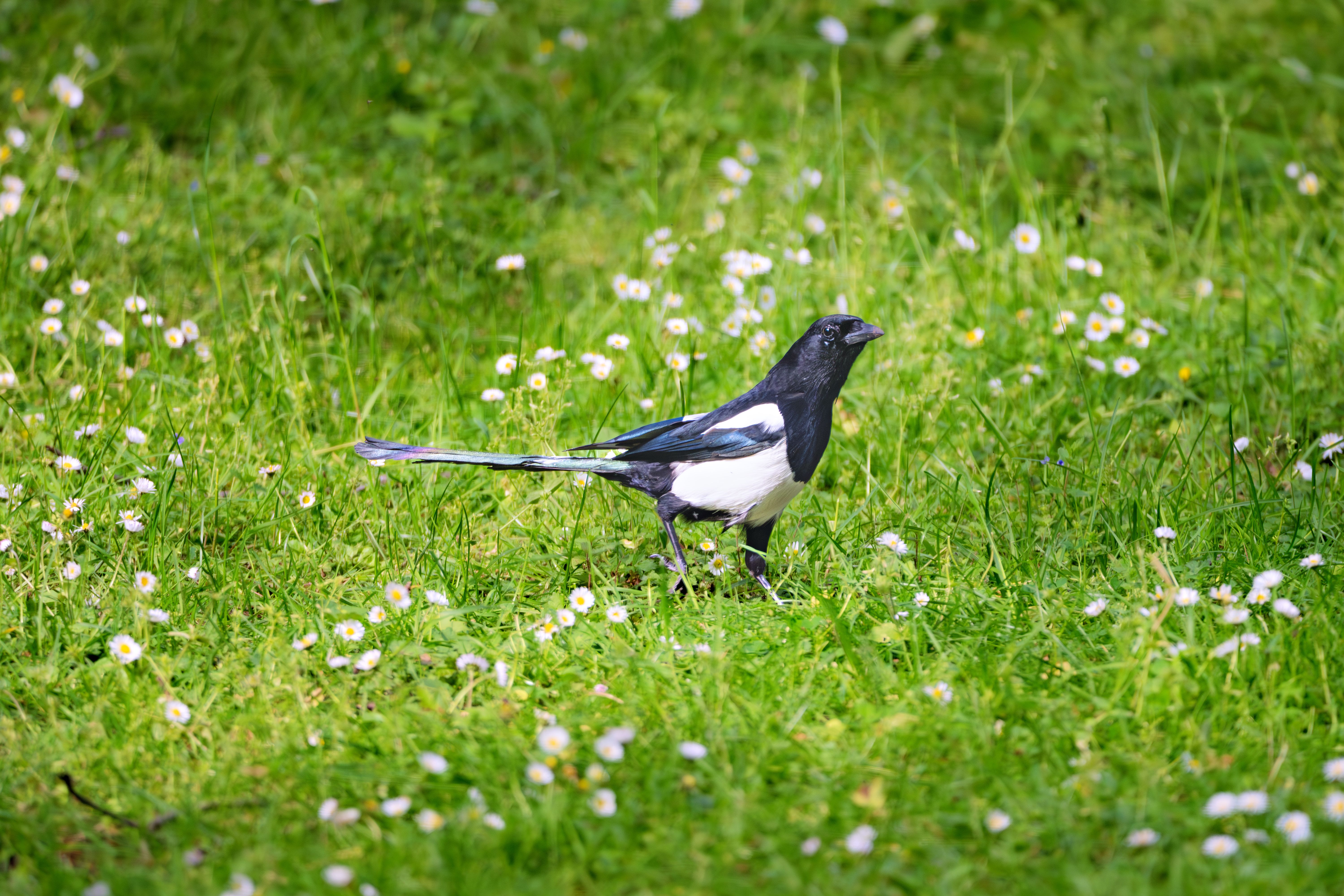 Magpie Swooping Season and Melbourne Garden Maintenance: What You Need to Know