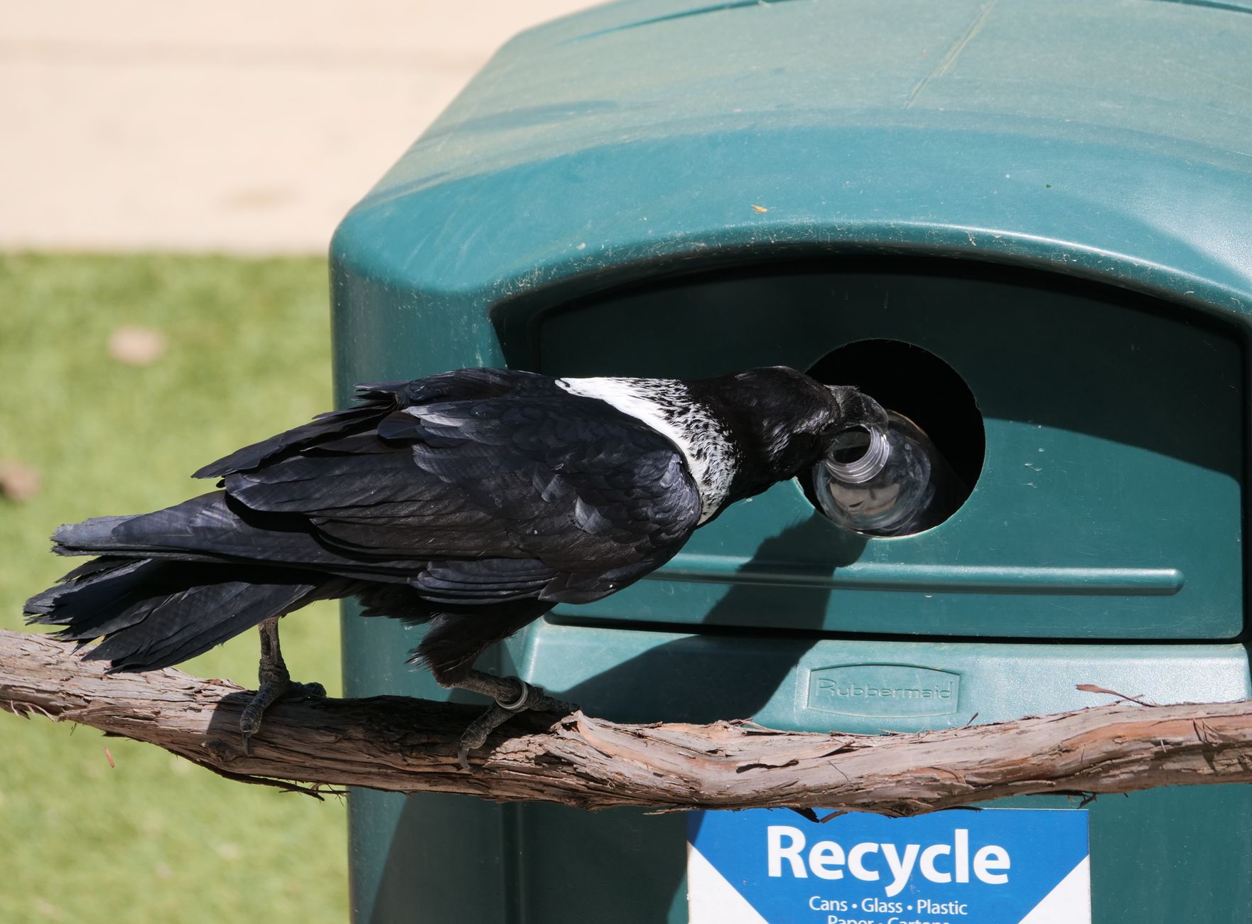 The crow