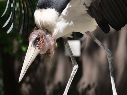 Free Close-up of a marabou stork with distinctive features and open wings in the wild. Stock Photo