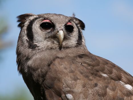 owl photo