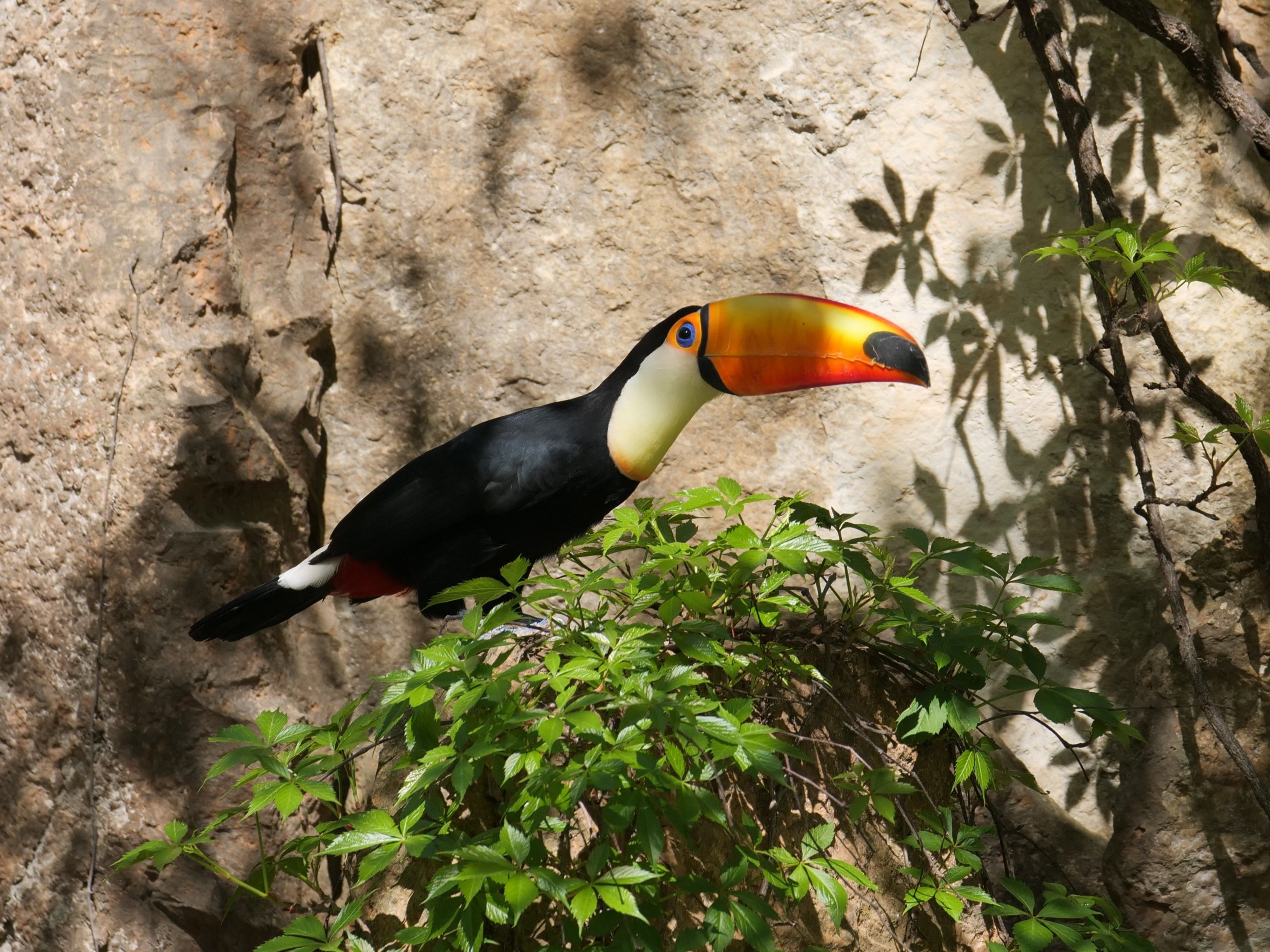 Tucano-toco em meio à copa de árvores tropicais