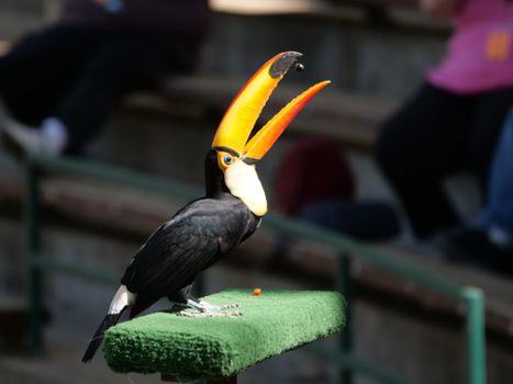 Striking image of a Toco Toucan with vivid orange beak perched in a natural setting.