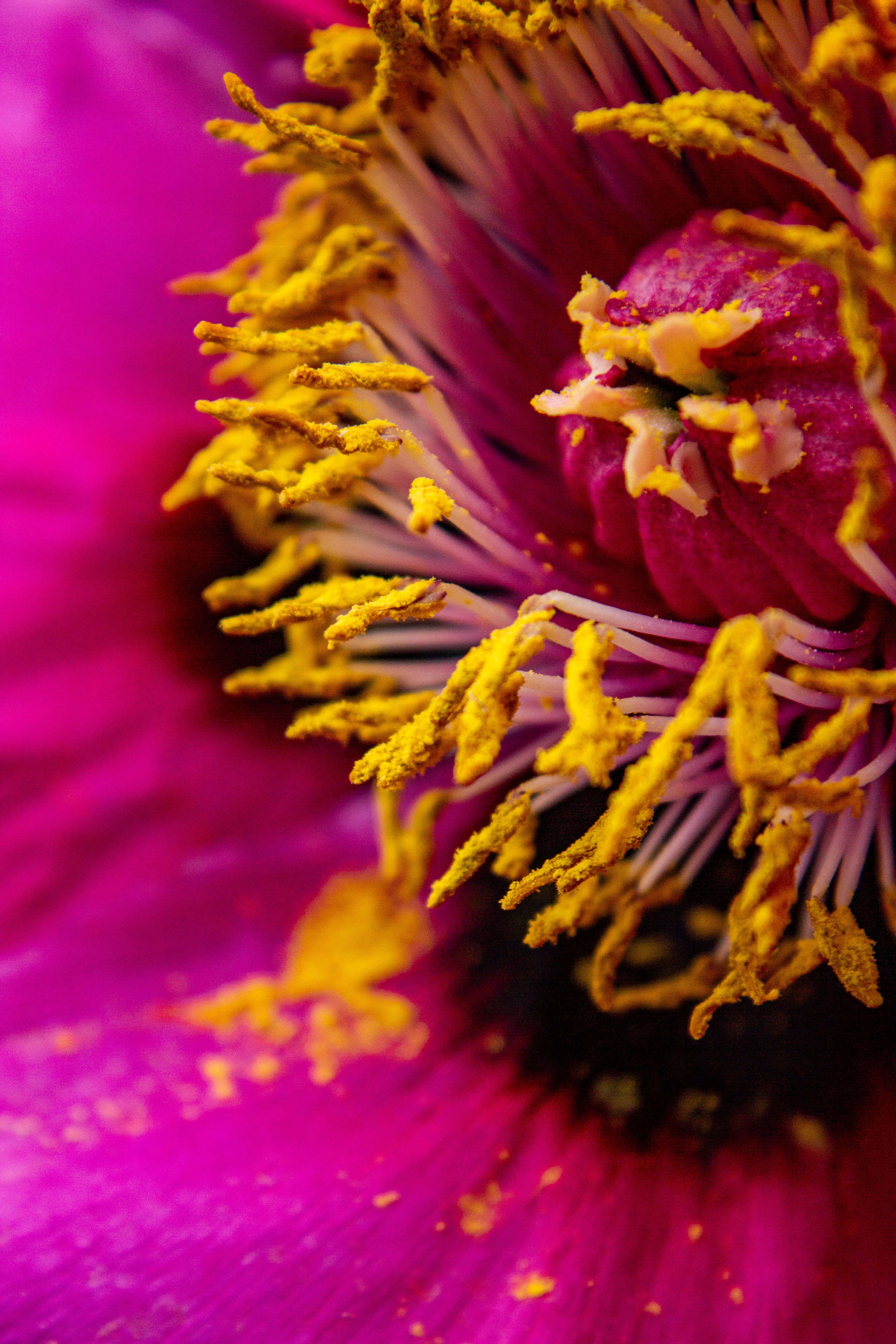 Fotomural Fotografía macro de una flor rosa que muestra los vibrantes detalles de los estambres y el polen amarillos.