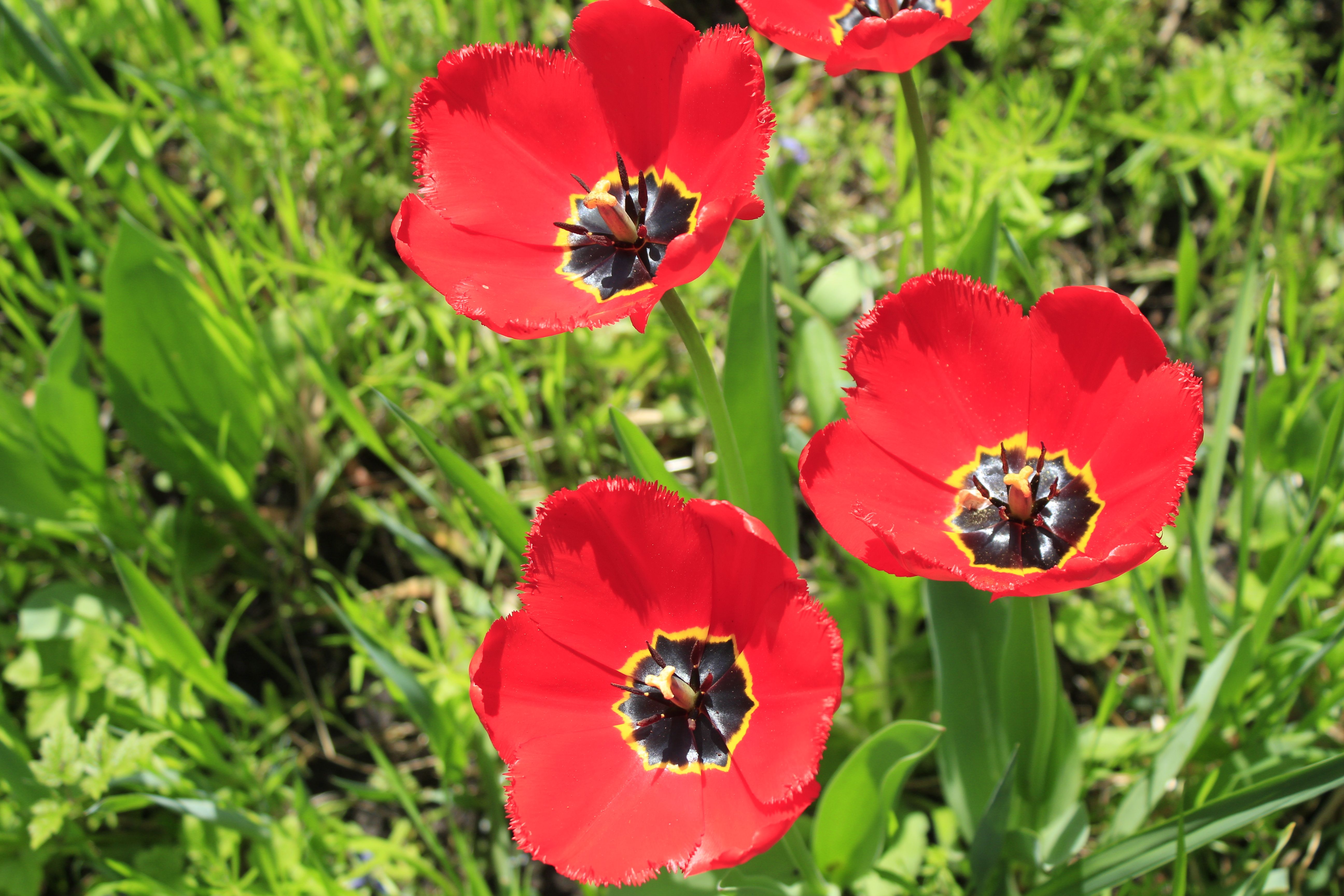 Vibrant Red Tulips in Bloom During Spring · Free Stock Photo