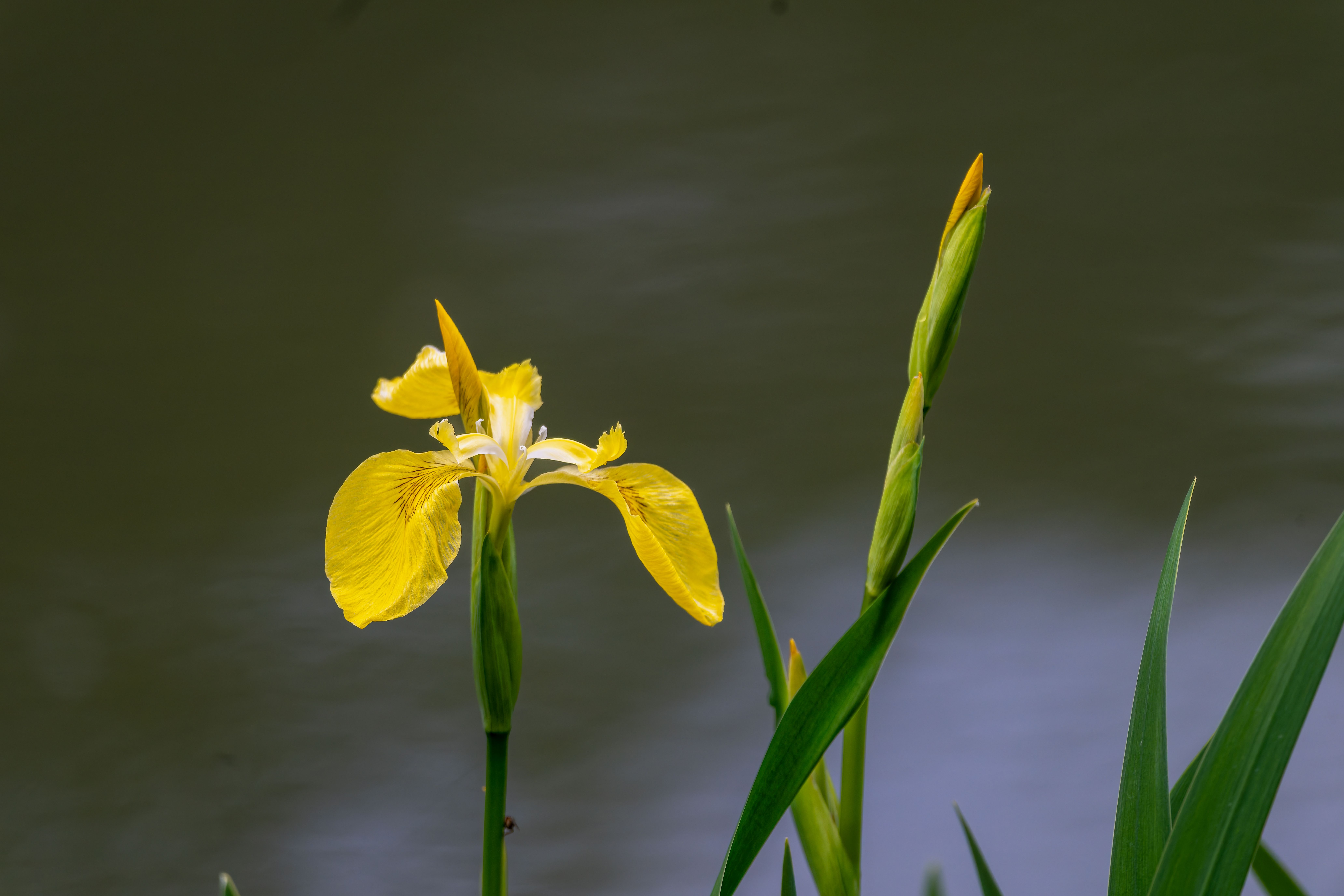 Close-up of a yellow iris flower blooming by a pond, capturing nature's vivid beauty.