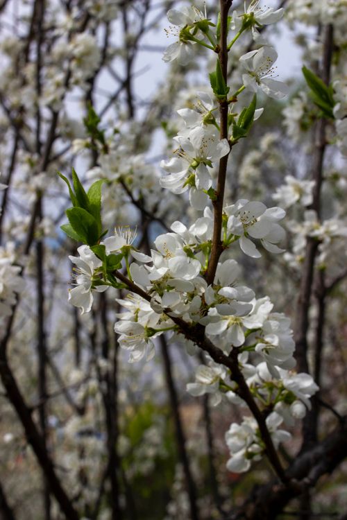 Free Beautiful white cherry blossoms blooming in a spring garden, symbolizing renewal. Stock Photo