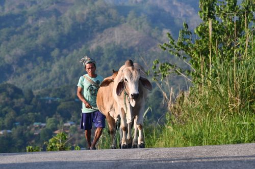 Free A farmer guides a cow along a rural road in Thanchi, Bangladesh with scenic hills in the background. Stock Photo