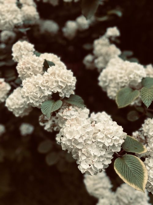 Free Close-up of white viburnum flowers blooming outdoors in Zwaanshoek, Netherlands. Stock Photo