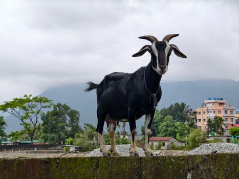 A black goat perched on a wall with buildings and mountains in the background in Jaigaon, India.