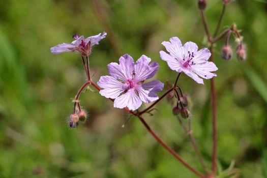 Detailed image of purple wildflowers in natural setting, showcasing vibrant petals.